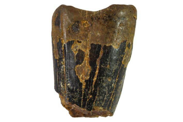 Partial, Small Theropod (Raptor) Tooth - Montana #106932